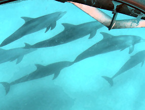 View dolphins underwater