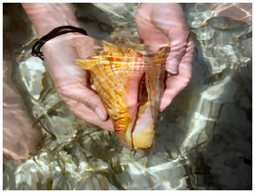 Paddleboard Eco Tours sea shells