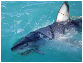 Shark Fishing in Key West